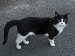 Found/Stray Male Cat last seen Fog Lane park , Greater Manchester, England M20 6SE