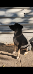 Lost Male Dog last seen Prescott amd gilbert, Dallas, TX 75219