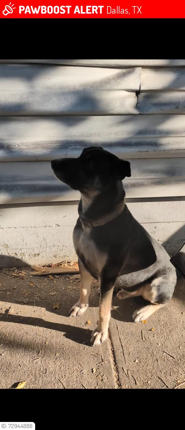 Lost Male Dog last seen Prescott amd gilbert, Dallas, TX 75219