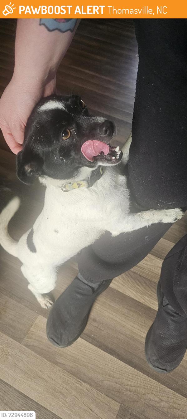 Found/Stray Male Dog last seen Ford st, Thomasville, NC 27360