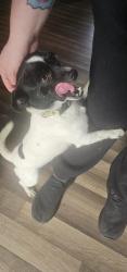 Found/Stray Male Dog last seen Ford st, Thomasville, NC 27360