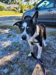 Reunited Male Dog last seen Imperial ests , Titusville, FL 32780