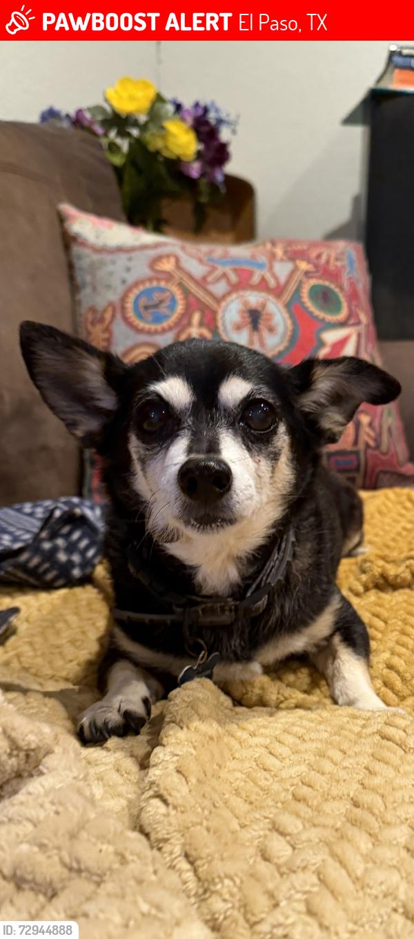 Lost Male Dog last seen Caples and Howse, Austin Terrace neighborhood , El Paso, TX 79903