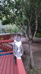 Lost Male Cat last seen Se 110th And Flavel , Portland, OR 97266