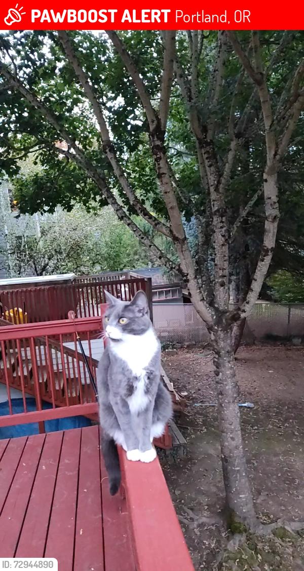 Lost Male Cat last seen Se 110th And Flavel , Portland, OR 97266