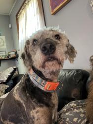 Reunited Male Dog last seen East broadway and oakdale Toledo , Toledo, OH 43605