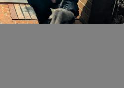 Found/Stray Unknown Cat last seen Glenwood dr, Mooresville, NC 28115