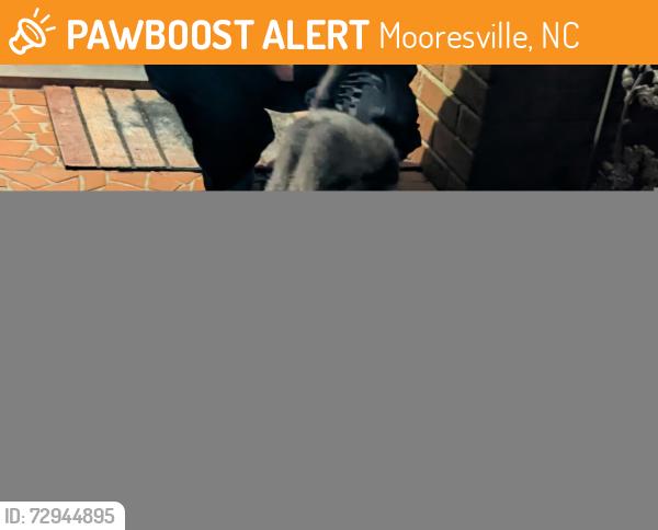 Found/Stray Unknown Cat last seen Glenwood dr, Mooresville, NC 28115