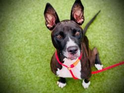 Shelter Stray Male Dog last seen , Orlando, FL 32839