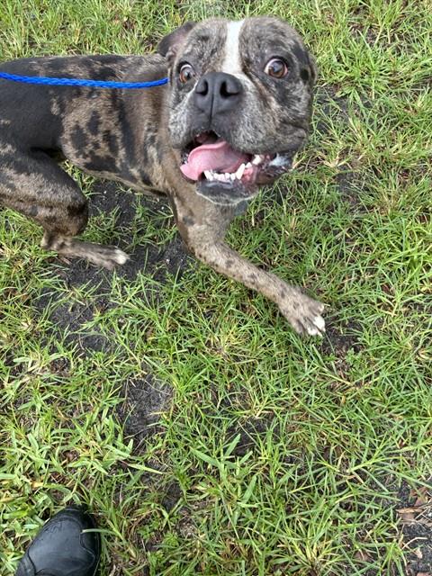 Shelter Stray Male Dog last seen Near BLOCK NW 212TH ST, Doral, FL 33122