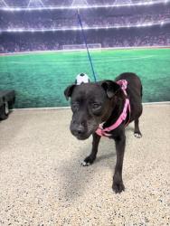 Shelter Stray Unknown Dog last seen Near BLOCK NW 29 PL, Doral, FL 33122