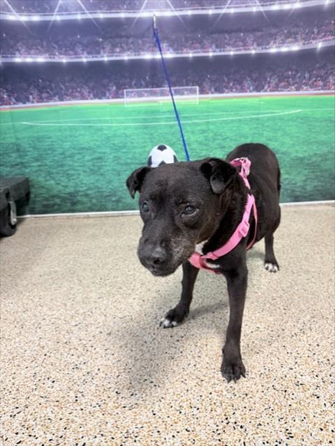 Shelter Stray Unknown Dog last seen Near BLOCK NW 29 PL, Doral, FL 33122
