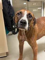 Shelter Stray Male Dog last seen , Sanford, FL 32773