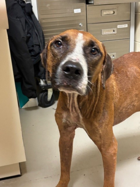 Shelter Stray Male Dog last seen , Sanford, FL 32773