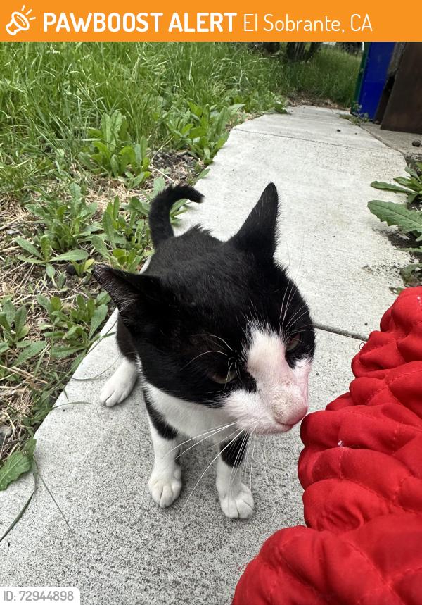 Found/Stray Male Cat last seen La cresenta road, El Sobrante, CA 94803
