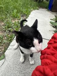 Found/Stray Male Cat last seen La cresenta road, El Sobrante, CA 94803