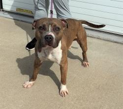 Shelter Stray Male Dog last seen Near BLOCK GREENWOOD RD, Watterson Park, KY 40218