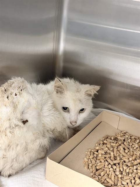Shelter Stray Male Cat last seen KRISTIN LN, EUSTIS, 12280 County Rd 448, Tavares, FL 32778, USA