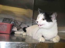 Shelter Stray Male Cat last seen GLENN ST, Huntsville, AL 35805