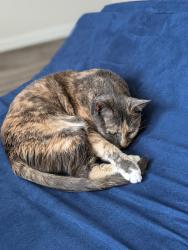 Lost Female Cat last seen Providence pines neighborhood , Richmond, VA 23235