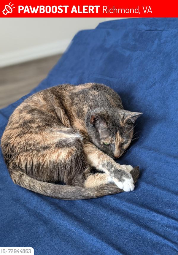 Lost Female Cat last seen Providence pines neighborhood, Richmond, VA 23235