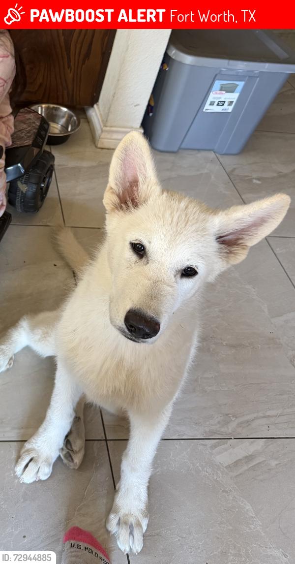 Lost Female Dog last seen Beach st , Fort Worth, TX 76111