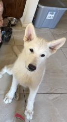 Lost Female Dog last seen Beach st , Fort Worth, TX 76111