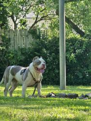 Found/Stray Male Dog last seen Court street, Flint, MI 48503