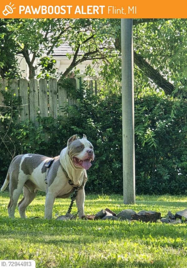 Found/Stray Male Dog last seen Court street, Flint, MI 48503