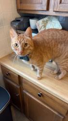 Reunited Male Cat last seen 7/11 on Oakland Avenue, Milwaukee, WI 53211