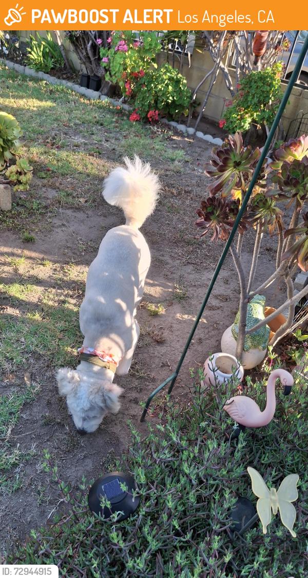 Found/Stray Male Dog last seen Ave 52 and Stratford , Los Angeles, CA 90042