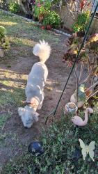 Found/Stray Male Dog last seen Ave 52 and Stratford , Los Angeles, CA 90042