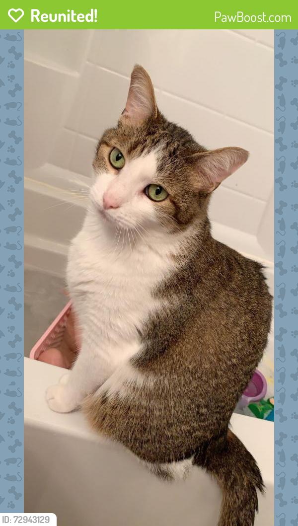 Reunited Male Cat last seen Laskey road and goodwill road near the fire station, Toledo, OH 43613