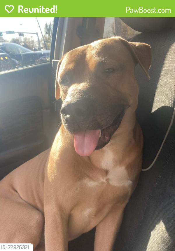 Reunited Male Dog last seen Bexar and hooper st , Dallas, TX 75215