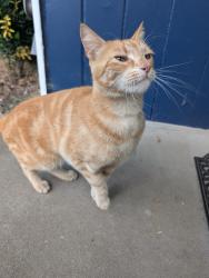 Found/Stray Male Cat last seen West Salem near Kingwood Bible Church, Salem, OR 97304
