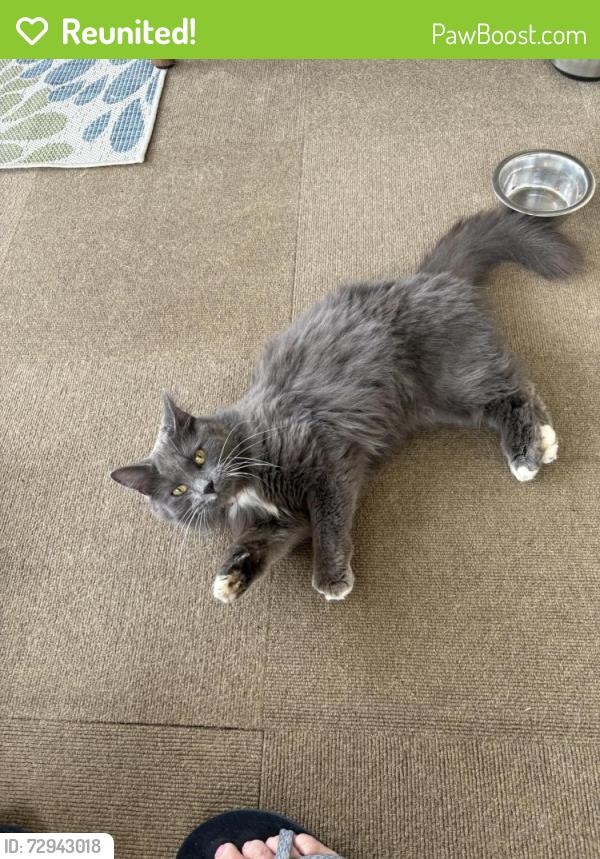 Reunited Female Cat last seen Crippen Road, Halls, TN 37918