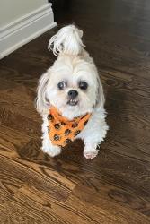 Reunited Female Dog last seen Cosby , Kansas City, MO 64151