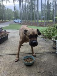 Reunited Female Dog last seen Creek on Nunnally Farm Rd Monroe Ga, Walton County, GA 30655