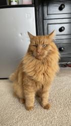 Lost Male Cat last seen Animal Care hospital, Lawrenceville, GA 30044