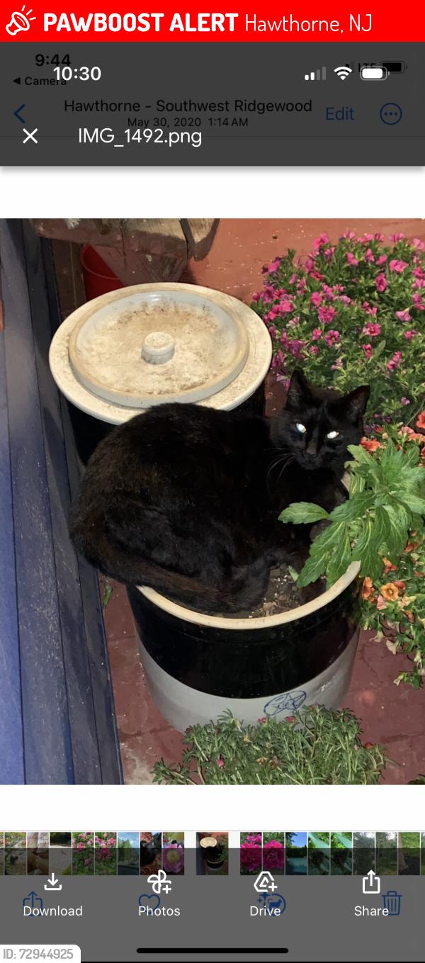 Lost Female Cat last seen Rock Road, Hawthorne, NJ 07506