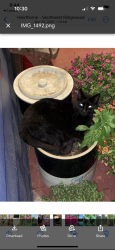 Lost Female Cat last seen Rock Road, Hawthorne, NJ 07506