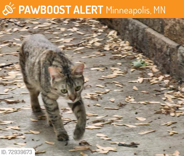Found/Stray Female Cat last seen North Regional Mississippi Park, Minneapolis, MN, Minneapolis, MN 55402