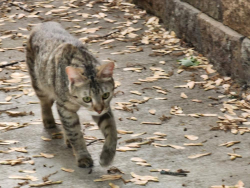 Found/Stray Female Cat last seen North Regional Mississippi Park, Minneapolis, MN, Minneapolis, MN 55402