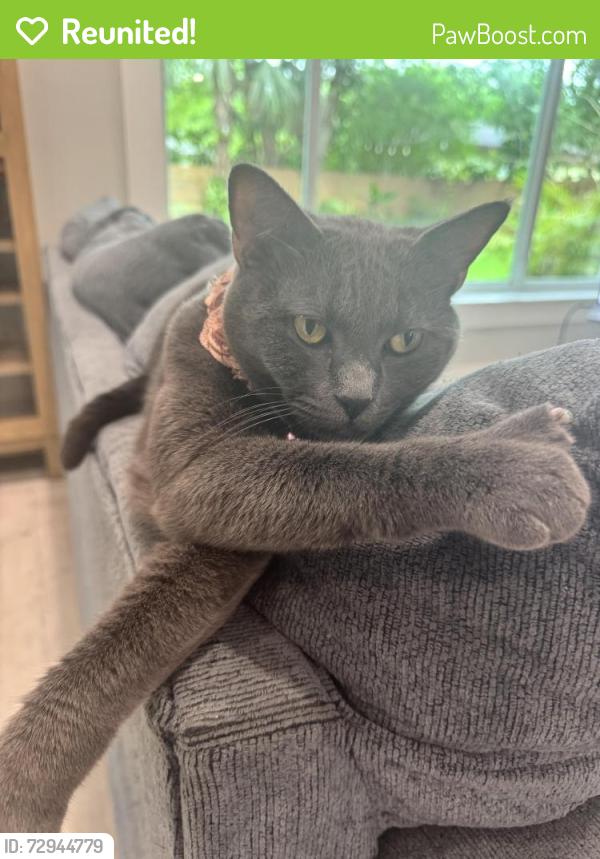 Reunited Male Cat last seen Orchid Dr & Plantation Rd, Plantation, FL 33317