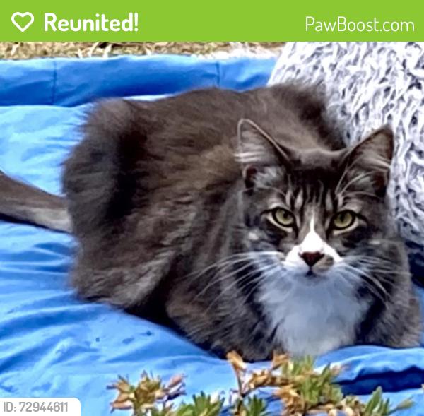 Reunited Male Cat last seen Solano @ Georgia, Vallejo, CA 94590