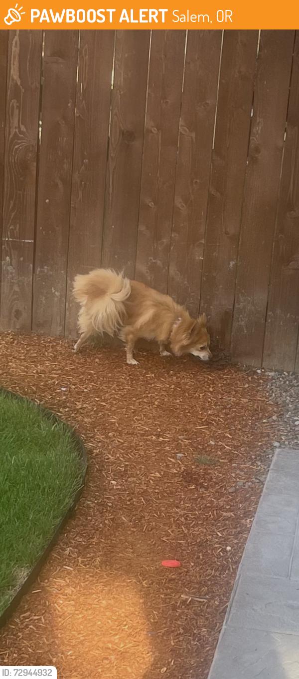 Found/Stray Unknown Dog last seen Brown and San Francisco, Salem, OR 97305