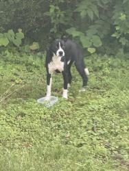 Found/Stray Male Dog last seen Right near the bridge that goes over 70 when you’re heading towards exit 121 to get on 40, Hickory, NC 28602