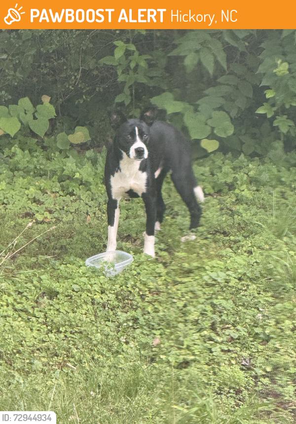 Found/Stray Male Dog last seen Right near the bridge that goes over 70 when you’re heading towards exit 121 to get on 40, Hickory, NC 28602