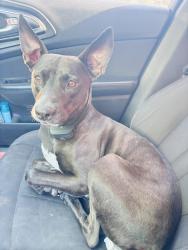 Reunited Male Dog last seen W farmers and bell , Randall County, TX 79119