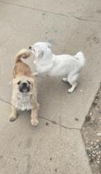 Reunited Male Dog last seen Near Clovis Ave, Los Angeles, CA 90059, USA, Los Angeles, CA 90059